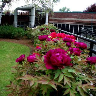 A vibrant display of blooming roses in a beautifully maintained garden.