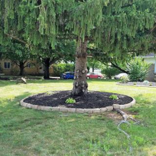 A landscaped area with a tree surrounded by mulch in a yard.