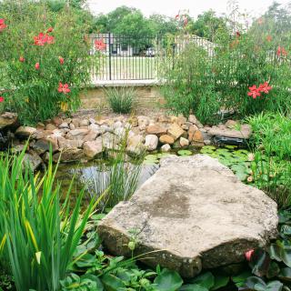 A tranquil garden pond surrounded by rocks and vibrant flowers.