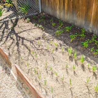 A garden with young seedlings planted in rows, bordered by a wooden fence and chain-link fencing under bright sunlight.