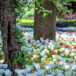 A vibrant display of tulips blooming in a lush garden surrounded by trees.