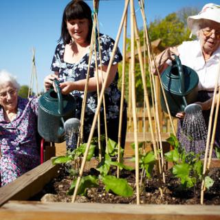 A group of women enjoying gardening together, watering young plants in a community garden on a sunny day.