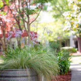 A serene outdoor garden scene with potted plants and lush greenery basking in sunlight.