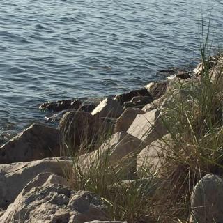 A rocky shoreline with grass growing between the stones along a calm body of water.