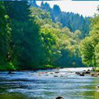 A serene river flowing through a lush green forest.
