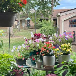 A vibrant display of blooming flowers on a sunny day in the garden.