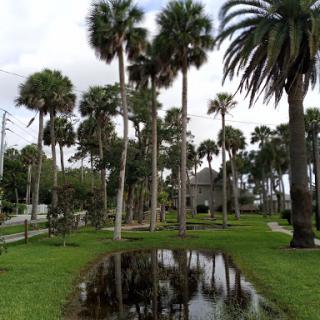 A tranquil park scene featuring tall palm trees and a reflective water body.