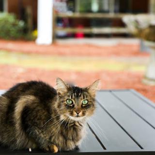 A curious cat sitting on a table, enjoying the outdoors.