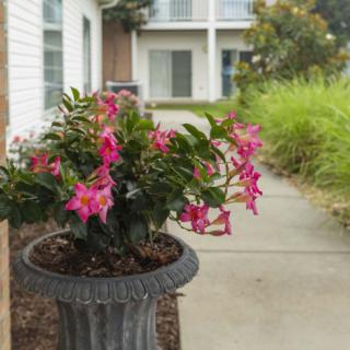 A potted plant with vibrant pink flowers placed outside a building, beside a pathway.
