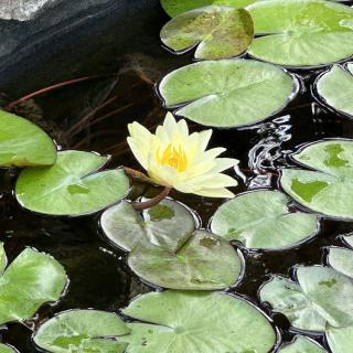 A serene pond with a blooming yellow water lily surrounded by green lilypads.