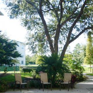 A tranquil garden setting with chairs under a large tree.
