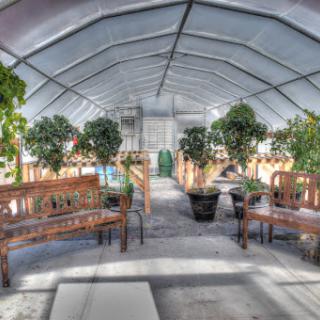 A serene indoor greenhouse featuring lush plants and wooden benches, perfect for relaxation and gardening.