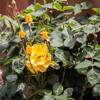 A vibrant yellow rose in full bloom surrounded by lush green foliage in a garden setting.