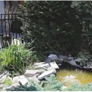 A small garden pond surrounded by rocks and greenery.