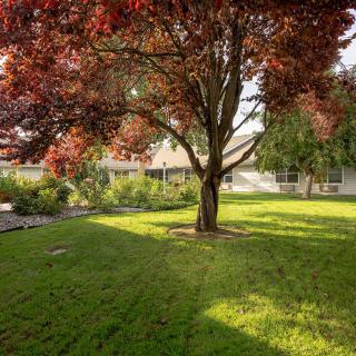 A sunlit yard with a large tree casting shadows on the grass.
