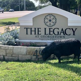 A goat grazes on the grass in front of 'The Legacy at Georgetown' sign.