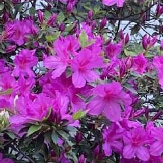 A cluster of vibrant purple azalea flowers in full bloom.
