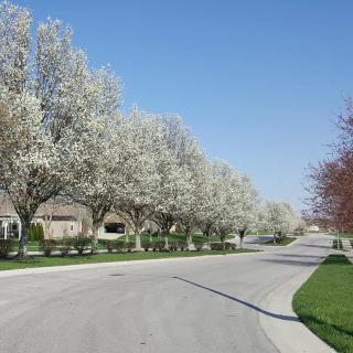 A suburban street lined with blossoming trees under a clear blue sky.