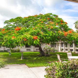 A vibrant tree adorned with green leaves and bright orange flowers in a serene outdoor setting.