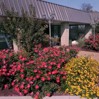 A vibrant garden with red and yellow flowers in front of a building.