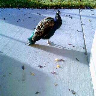 A peacock strutting on a sunny pavement.