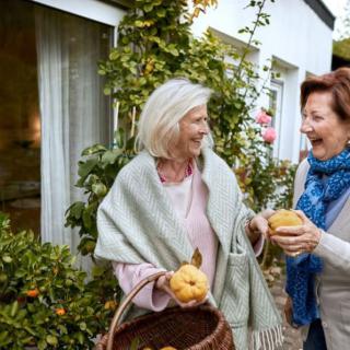 Two elderly women enjoying time together in the garden, sharing a moment while harvesting fruits.