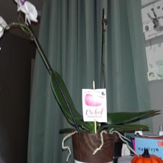 A beautiful orchid plant in a decorative pot, adding a touch of elegance to the room.