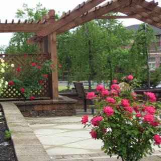 A beautifully landscaped garden with a wooden pergola and vibrant roses.