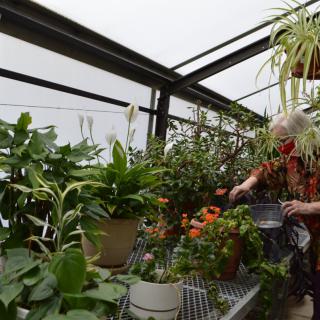 A person tending to various plants inside a greenhouse.