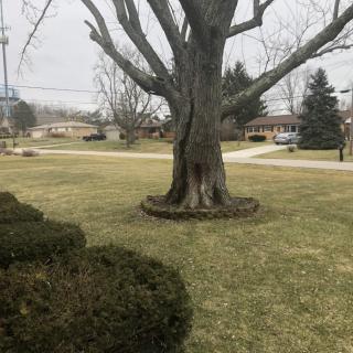 A large tree stands on a suburban lawn under an overcast sky, surrounded by houses and bushes.