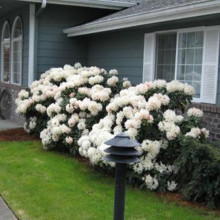 A well-maintained garden with blooming white flowers in front of a house.