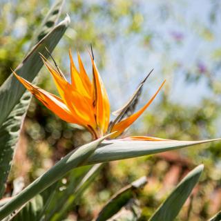 A vibrant Bird of Paradise flower with striking orange petals and lush green leaves.