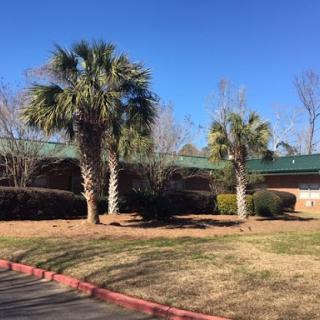 A sunny outdoor scene featuring palm trees and a clear blue sky.