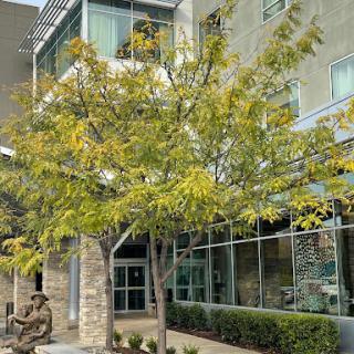 A contemporary building with large windows, surrounded by a vibrant green tree and a sculpture.