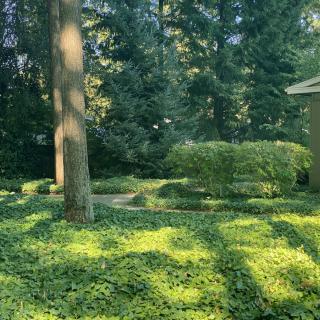 A serene forest scene with trees casting long shadows on lush greenery.