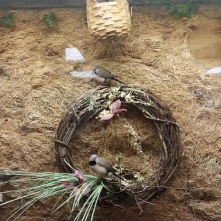 A serene display of birds interacting with a nest in a natural habitat setting.