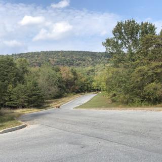 A quiet road surrounded by lush greenery and a clear blue sky in a natural setting.