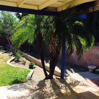 A sunny backyard with palm trees and a garden area.