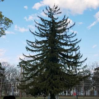 A tall evergreen tree stands against a clear blue sky, showcasing its distinct layered branches.