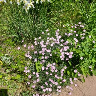 A vibrant display of pink flowers blooming amidst lush green foliage in a garden.
