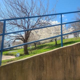 A vibrant spring day captured with a blue railing leading down towards a grassy area, framed by blossoming trees under a clear sky.
