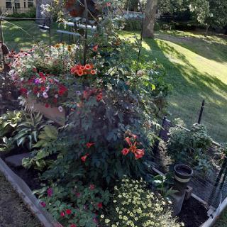 A vibrant garden filled with colorful flowers and lush greenery.