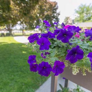 A vibrant cluster of purple petunias in a garden setting.