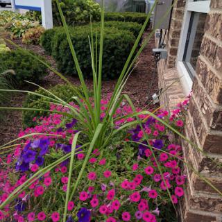 A vibrant display of colorful flowers alongside a brick wall, showcasing the beauty of a well-maintained garden.