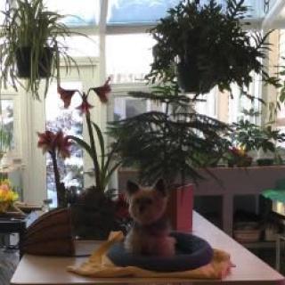 A cozy sunroom filled with various plants and flowers, featuring a dog sitting comfortably in the center.