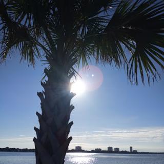 A serene view of a palm tree silhouetted against the sun and shimmering water, with a city skyline in the background.