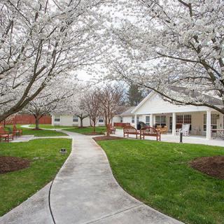 A scenic walkway lined with blossoming trees and green grass leading to a building.