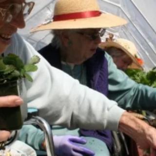 Elderly women enjoying gardening in a greenhouse.