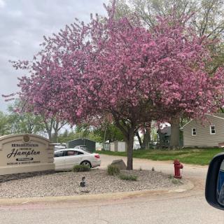 A vibrant flowering tree adds color to the neighborhood on a cloudy spring day.