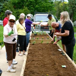 A group of people engaged in community gardening, preparing soil and planting together outdoors.